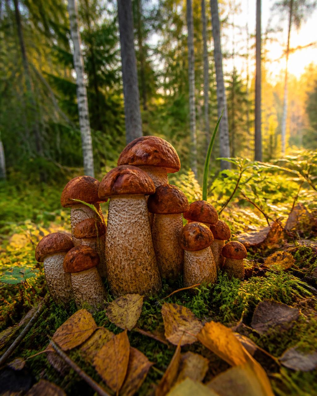 Boletus mushrooms in a sunlit mossy forest
